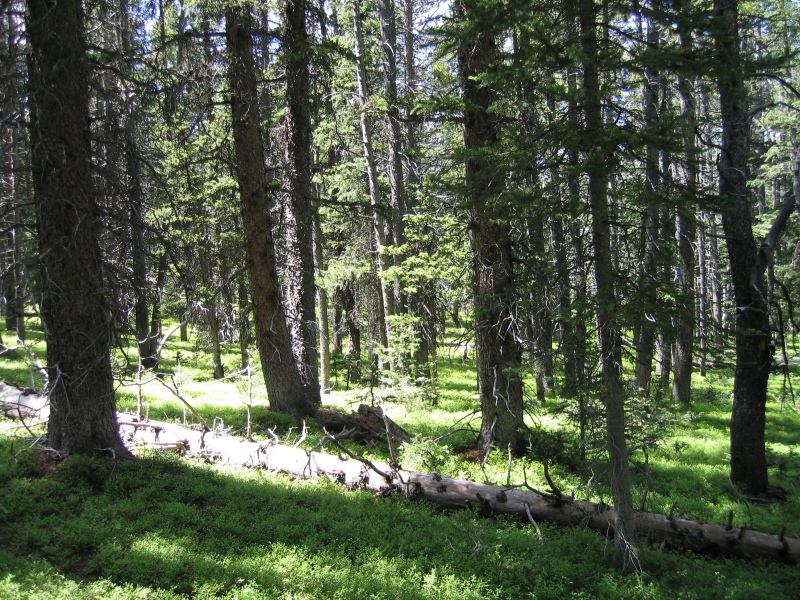 killpecker_trail_2005_12