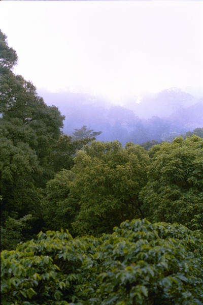 060828_Monteverde_rain_forrest_3