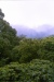 060828_Monteverde_rain_forrest_3